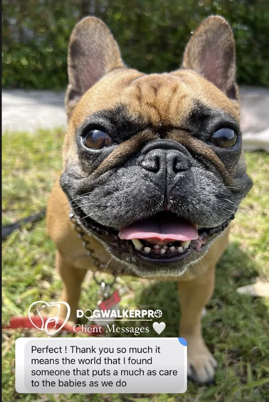 DWP Pack: a message from their family to Dog Walker Pro